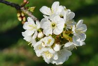 Kischblüte