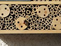 Mauerbiene am Insektenhotel bei der Arbeit