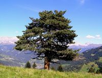 Föhre auf einer Wiese vor Gebirgskulisse